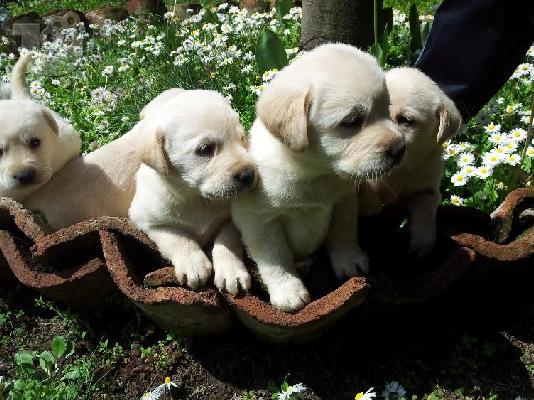 Kαλή τιμή!!!.Πουλάω όμορφα κουτάβια ράτσα LABRADOR RETRIEVER- Λαμπραντορ Ριτριβερ – 250 eu...
